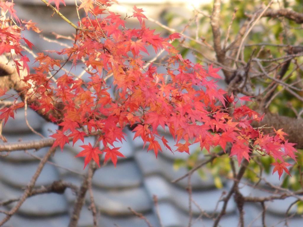 SAIZEN Matsumuro stay Kyoto Eksteriør billede